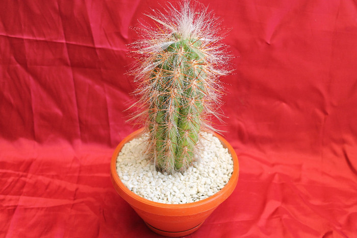 cactusi si suculente 2012 221