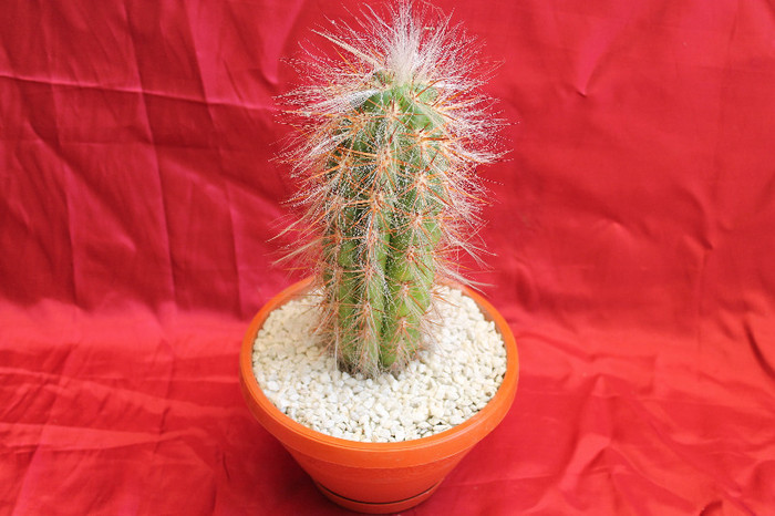 cactusi si suculente 2012 221 - cactusi si suculente 2012