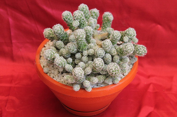 cactusi si suculente 2012 224