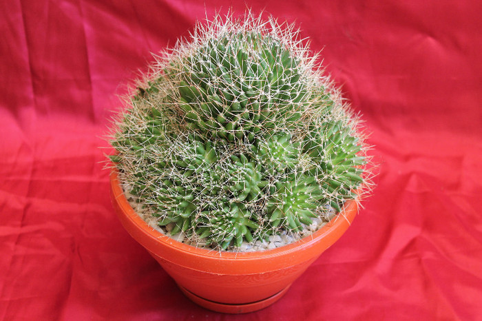cactusi si suculente 2012 225 - cactusi si suculente 2012