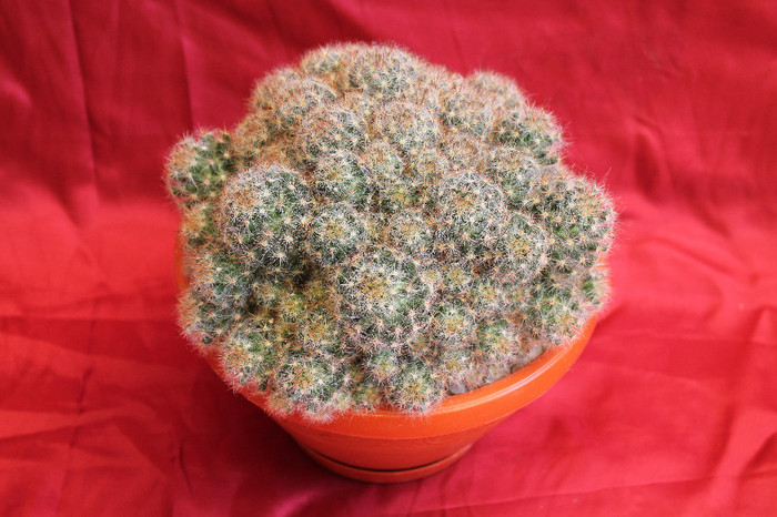 cactusi si suculente 2012 227 - cactusi si suculente 2012