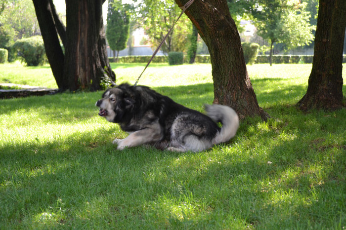 DSC_6318 - Targoviste 20 05 2012