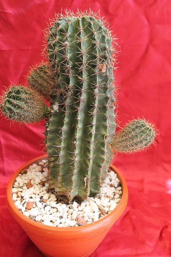 cactusi si suculente 2012 229
