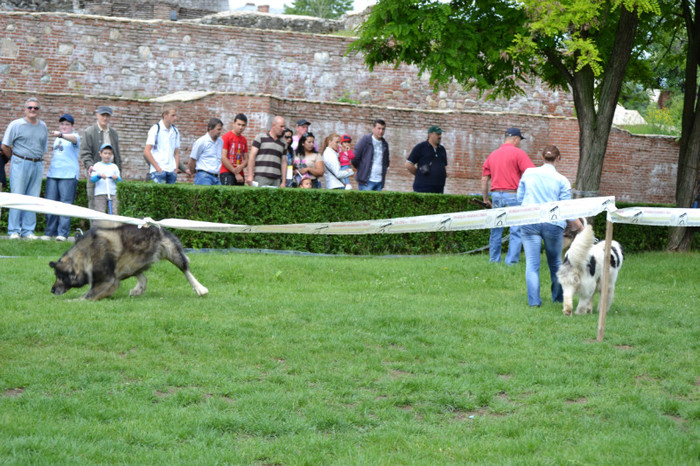 DSC_6340 - Targoviste 20 05 2012