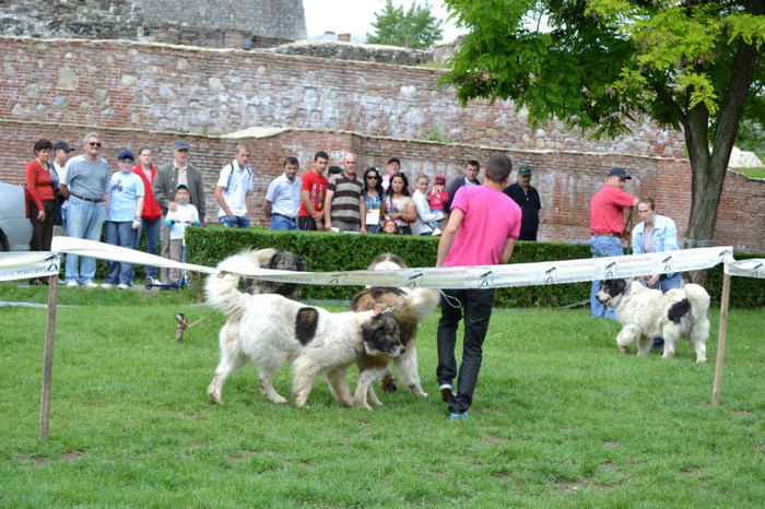 DSC_6341 - Targoviste 20 05 2012