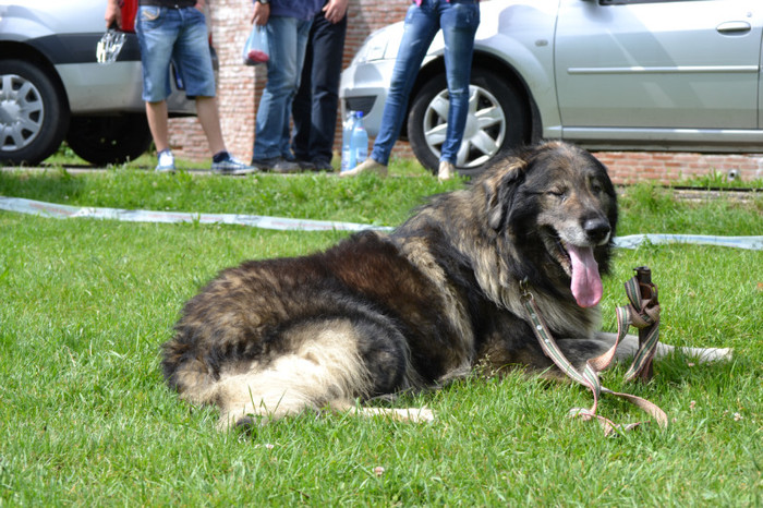 DSC_6346 - Targoviste 20 05 2012