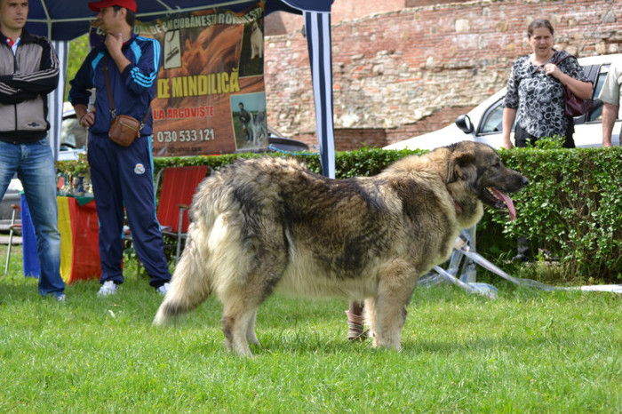 DSC_6347 - Targoviste 20 05 2012