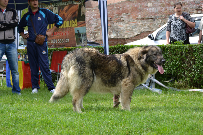 DSC_6348 - Targoviste 20 05 2012