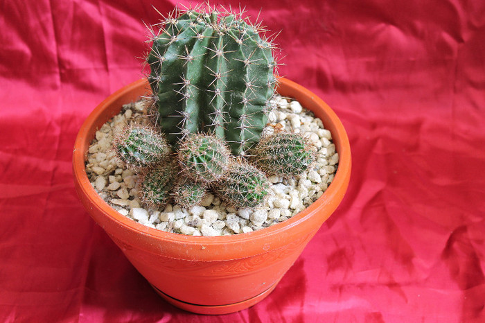 cactusi si suculente 2012 231
