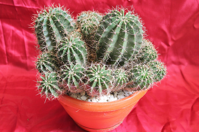 cactusi si suculente 2012 239