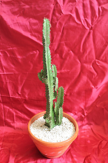cactusi si suculente 2012 241