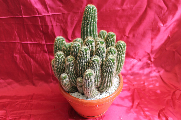 cactusi si suculente 2012 245