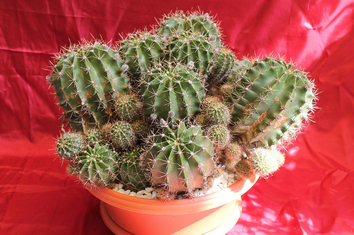 cactusi si suculente 2012 251