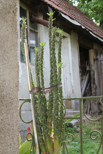 cactusi si suculente 2012 001