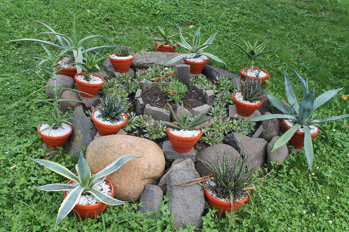 cactusi si suculente 2012 254