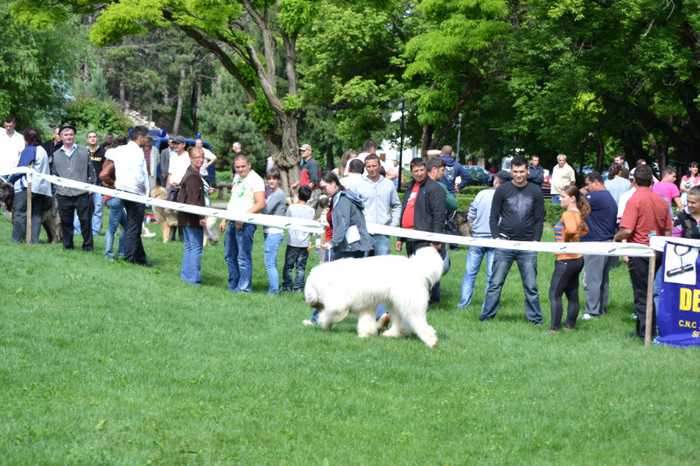 DSC_6353 - Targoviste 20 05 2012