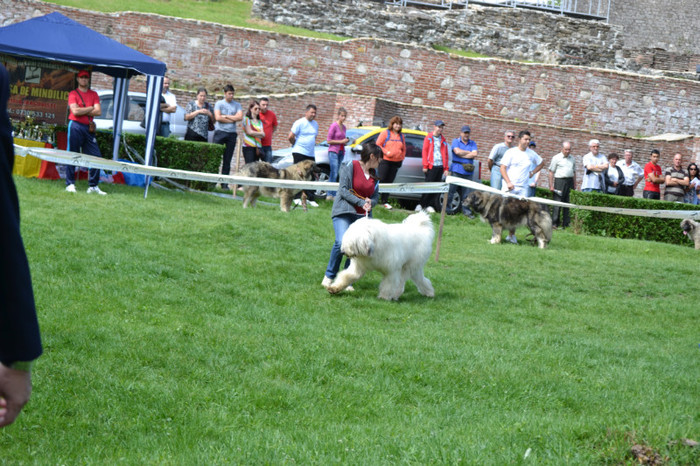 DSC_6355 - Targoviste 20 05 2012