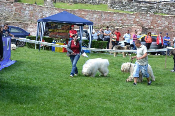 DSC_6356 - Targoviste 20 05 2012