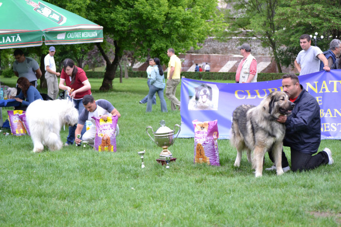 DSC_6451 - Targoviste 20 05 2012