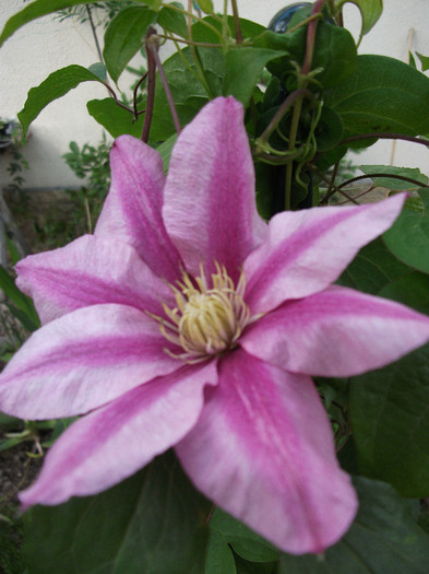 Clematis Patricia Ann Fretwell