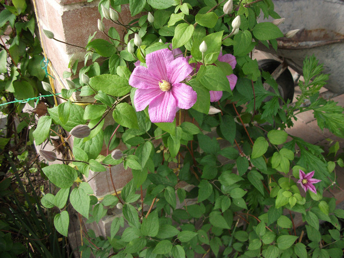 Clematis Comtese de Bouchaud