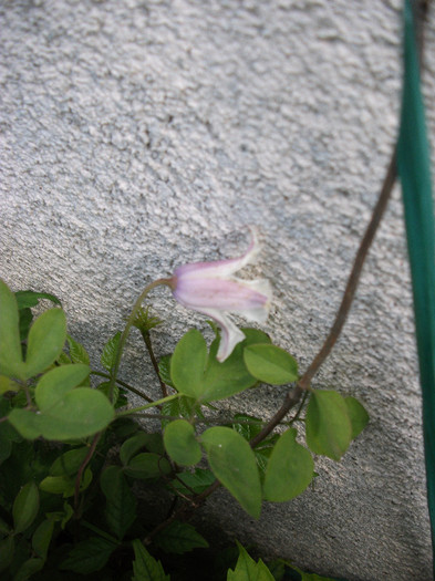 Clematis Elf
