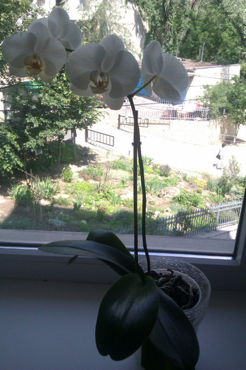 orhidee - 2012