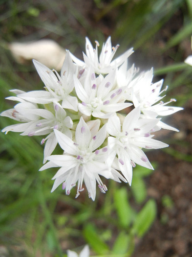 Allium amplectens (2012, May 31) - Allium amplectens