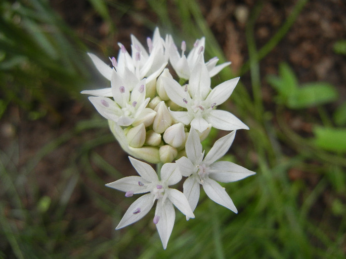 Allium amplectens (2012, May 31) - Allium amplectens