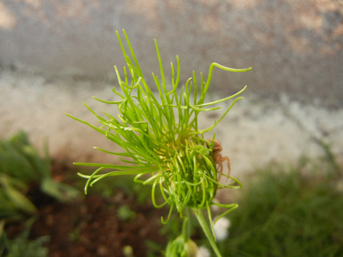 Allium Hair (2012, May 30)