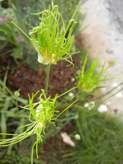 Allium Hair (2012, May 30) - Allium vineale Hair