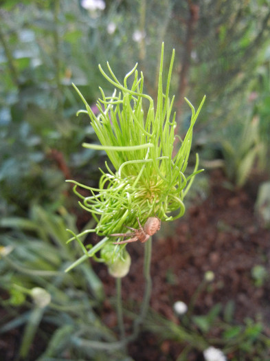 Allium Hair (2012, May 30)