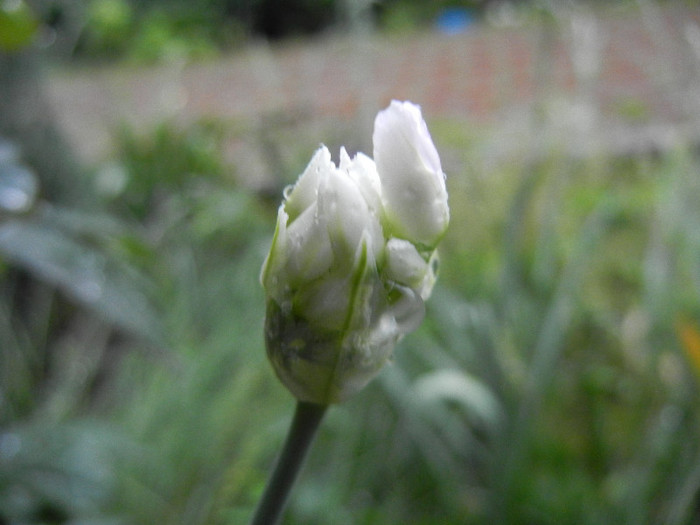 Allium roseum (2012, May 23) - Allium roseum