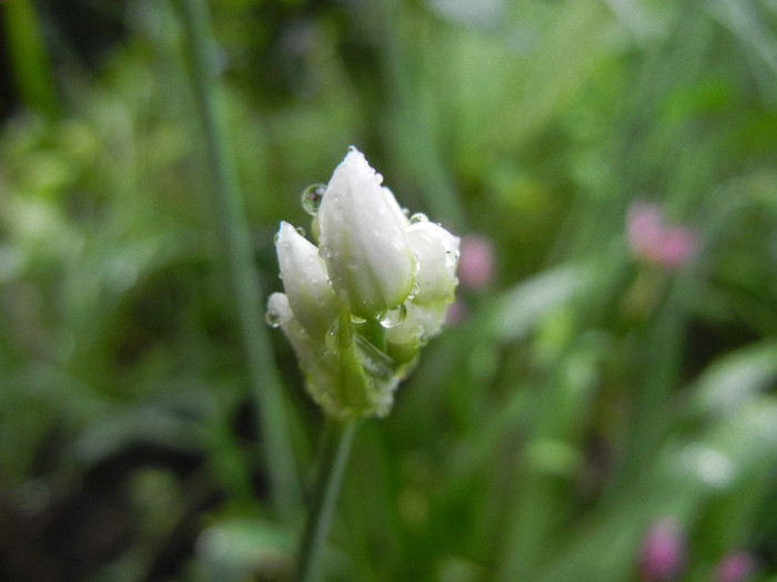 Allium roseum (2012, May 23) - Allium roseum