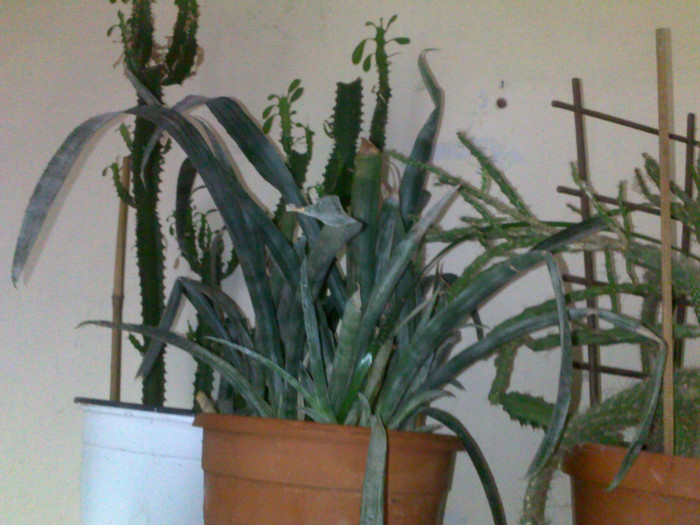 17052012300 - cactusi