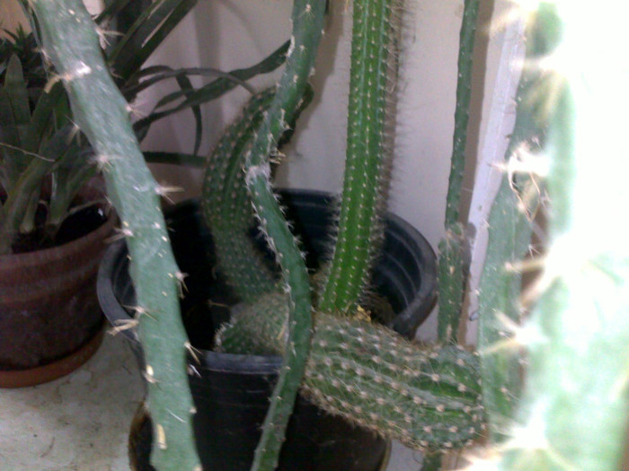 26052012344 - cactusi