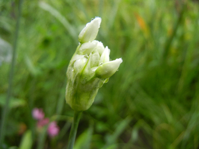 Rosy garlic (2012, May 24) - Allium roseum