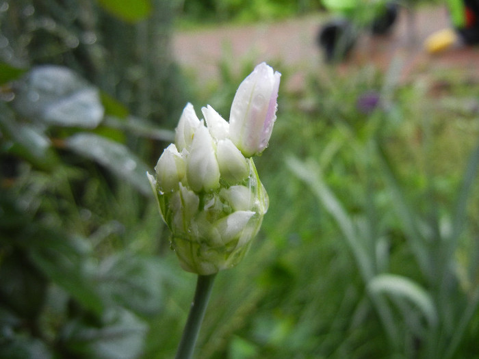 Rosy garlic (2012, May 24) - Allium roseum