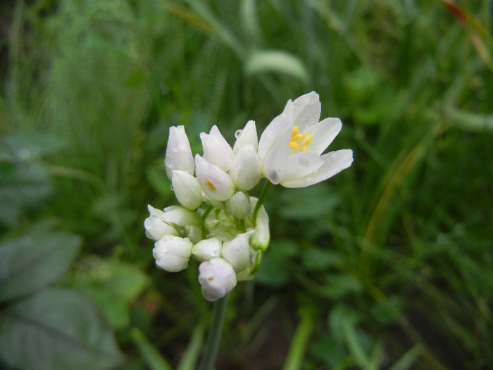 Allium roseum (2012, May 27) - Allium roseum