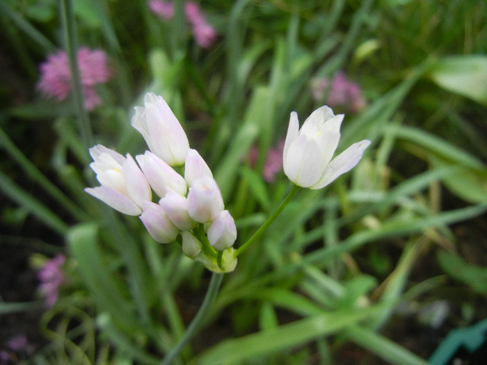 Allium roseum (2012, May 29) - Allium roseum