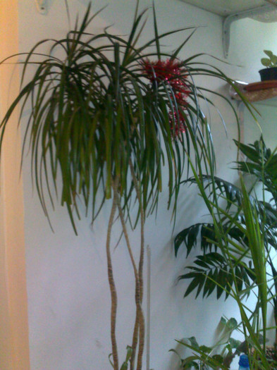 Dracena - plante