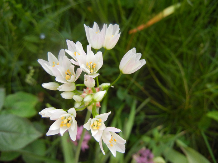Allium roseum (2012, May 30) - Allium roseum