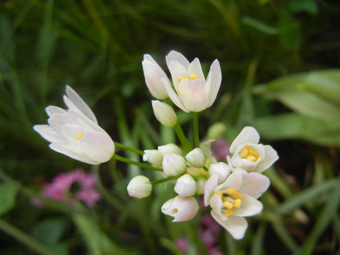 Allium roseum (2012, May 30)