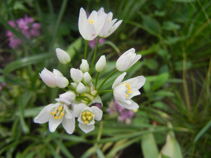 Allium roseum (2012, May 31)