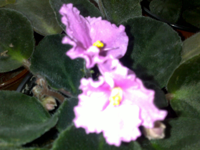 Violeta 2 - violete