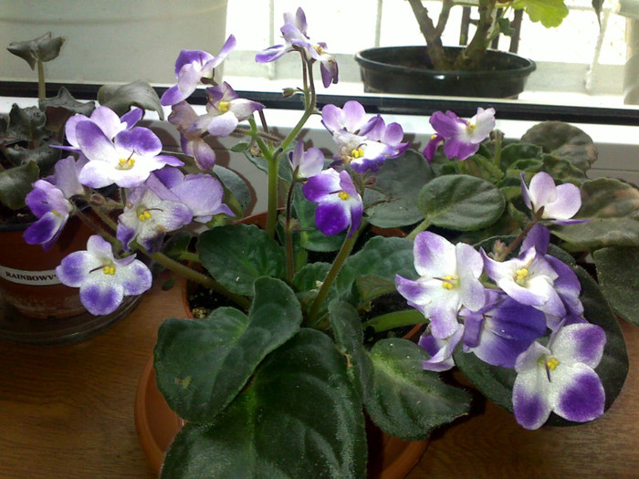 Violeta 4 - violete