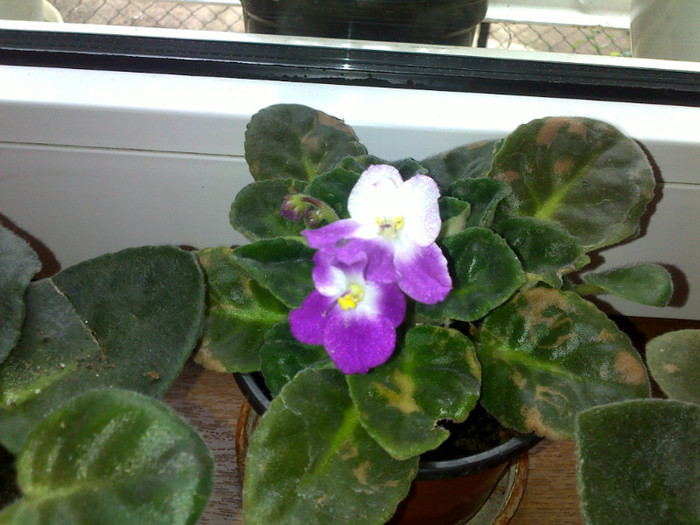 Violeta 5 - violete