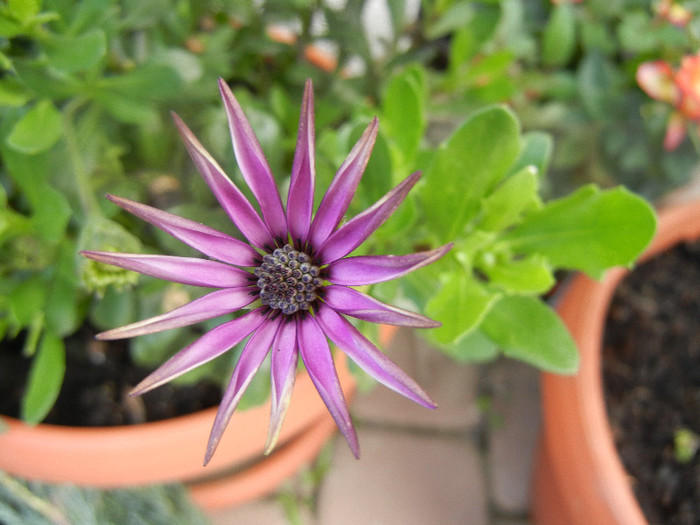 African Daisy (2012, May 31) - 2012 African Daisy