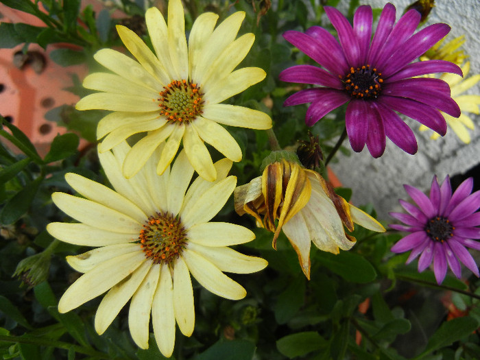 African Daisy (2012, May 31) - 2012 African Daisy