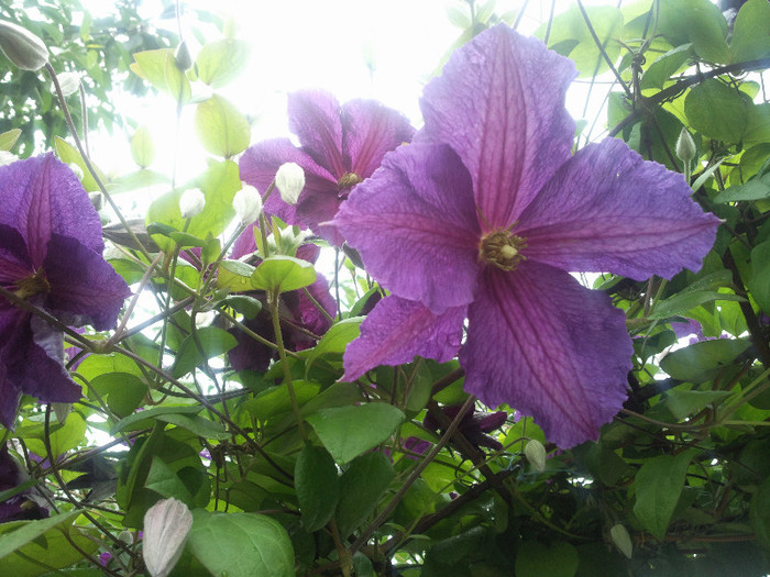 Photo012_002 - CLEMATITE